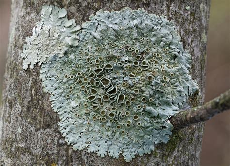 LICHENS TO KNOW – Ohio Plants