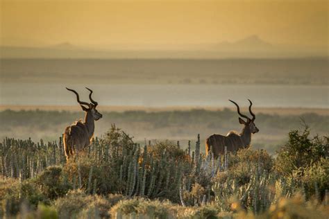 Greater Kudu Facts - CRITTERFACTS