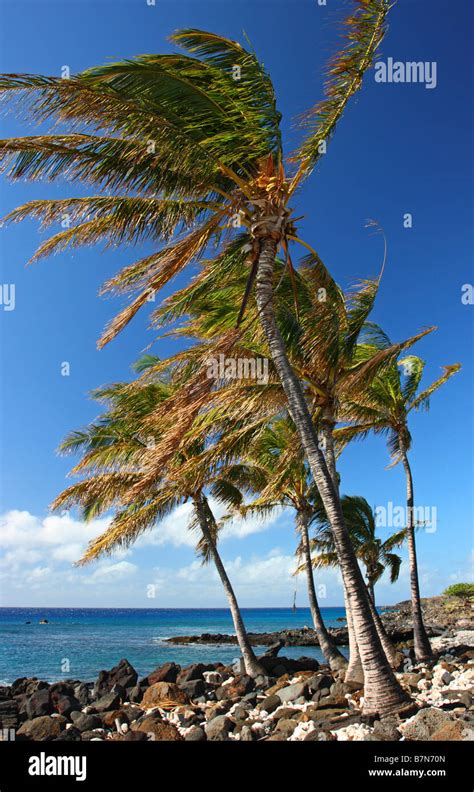 Strong wind trees hi-res stock photography and images - Alamy