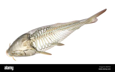 Fish anatomy, illustration Stock Photo - Alamy