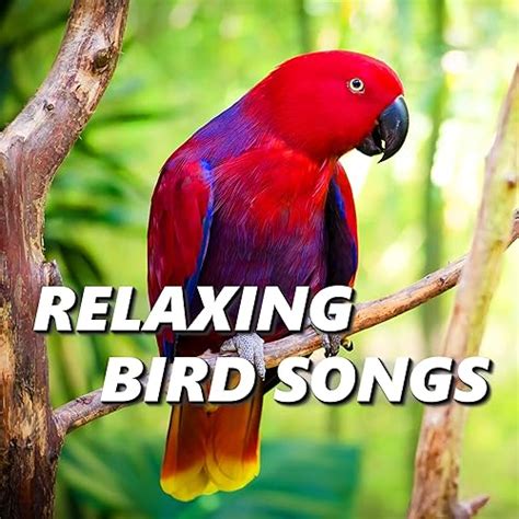 Relaxing Bird Songs by Bird Songs on Amazon Music - Amazon.co.uk