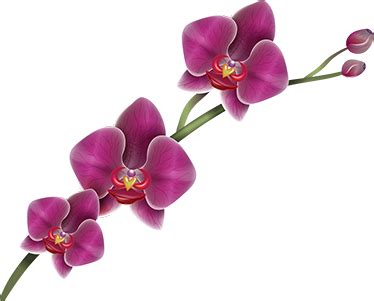 Orchid Flower Wall Sticker - TenStickers