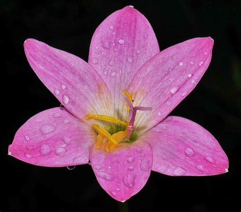 Pink crocus flowers open after rain Crocus zonatus syn kot… | Flickr