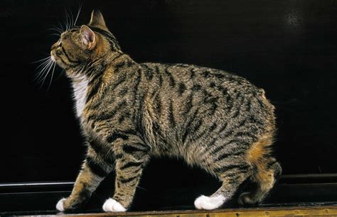 Feline 411: All About Manx Cats