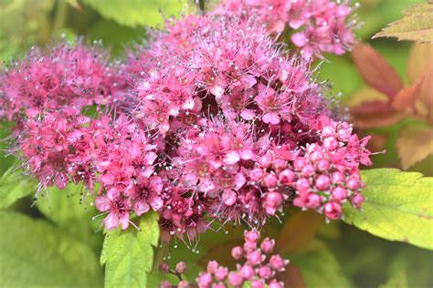 Magic Carpet Spirea Flowers - Next Generation Landscape Nursery