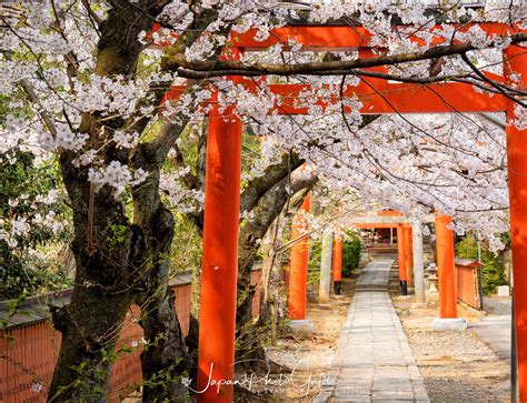 2019 Cherry Blossom Photo Tour | Kyoto | Japan Photo Guide Japan Photo ...