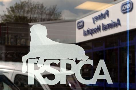 Dog news: RSPCA accused of ‘hypocrisy’ amid American Bully XL insurance ...