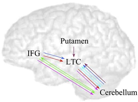 Figure 5 from The role of the basal ganglia and cerebellum in language processing | Semantic Scholar