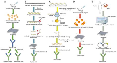 Retrospective analysis of the preparation and application of immunotherapy in cancer treatment ...