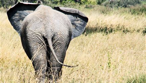 Why do Elephants have a small tail? - The Elephant Guide