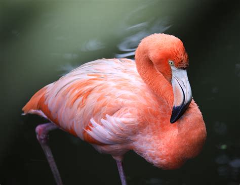 Bright pink flamingos are healthier and more aggressive - Earth.com