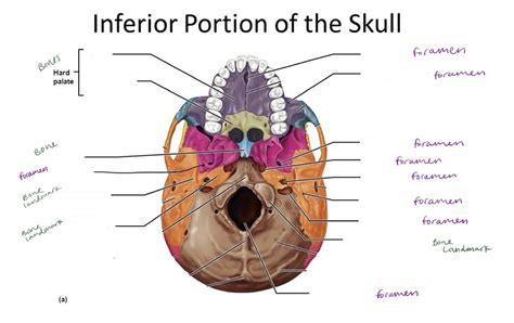 Inferior Skull Foramen Diagram | Quizlet