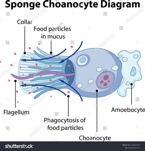 Choanocyte Diagram