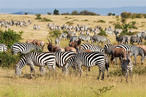 Great Migration in Maasai Mara National Park, Kenya | Pixalytics Ltd