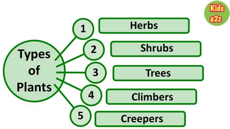 Types Of Shrubs, Types Of Plants, English Worksheets For Kids, Teaching ...