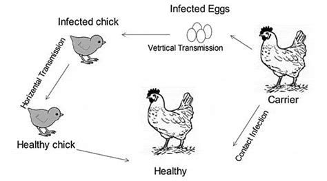 Mycoplasmosis in poultry: update on diagnosis and preventive measures | World's Poultry Science ...