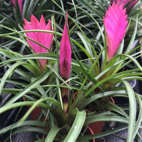 Pink Quill Bromeliad (small) – (Tillandsia cyanea) | Phelsuma Farm