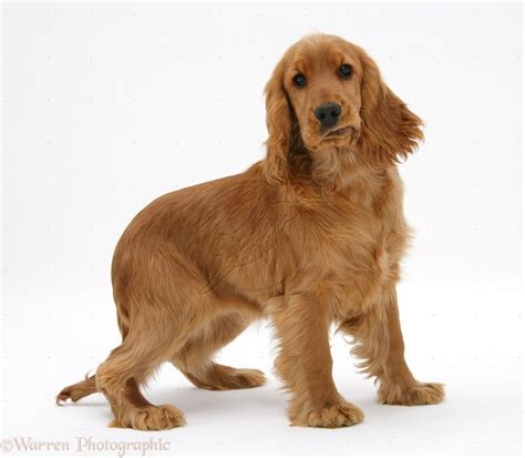 English Cocker Spaniel Breed Guide - Learn about the English Cocker Spaniel.