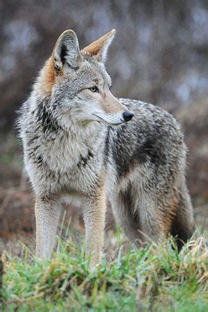 Encyclopedia of the Great Plains | COYOTES