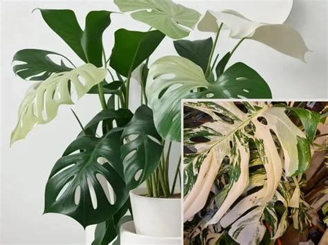 Variegated Monstera: Care, Propagation, Common Issues