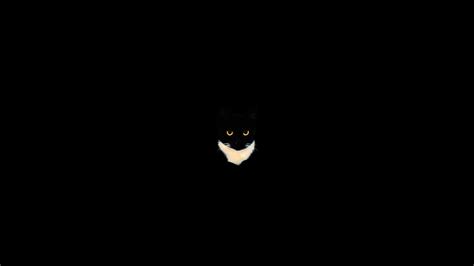 a black and white cat in the dark