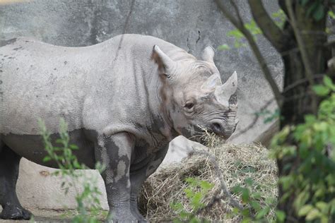 15 Most dangerous animals in Africa | Lowvelder