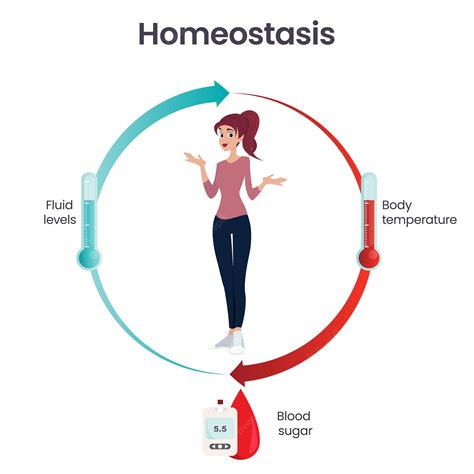 Premium Vector | Biology homeostasis science vector illustration infographic