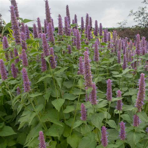 Anise Hyssop Drought Tolerant Lavender Hyssop Herb Garden Plant Seed