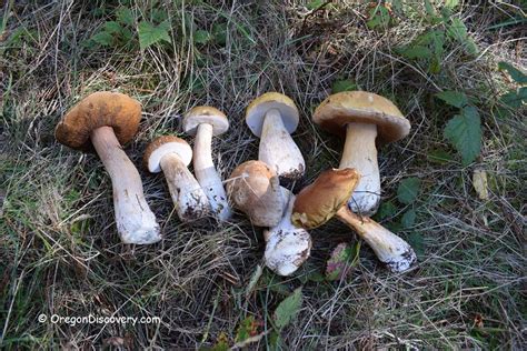 Wild Edible Mushroom Season - Oregon - Oregon Discovery