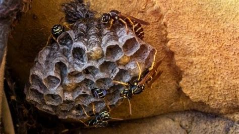 DIY Wasp Nest Removal - Pest Ideas