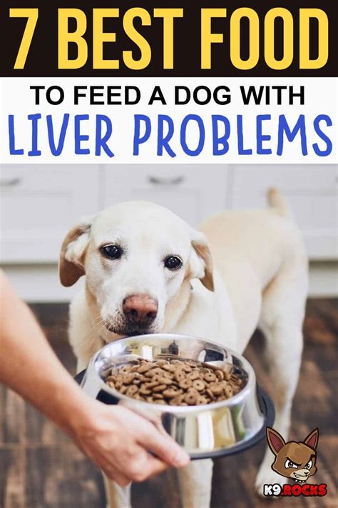 7 Best Food to Feed a Dog With Liver Problems - K9 Rocks