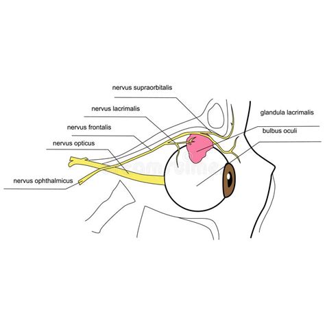 Innervation of the Lacrimal Gland - Side View Stock Vector - Illustration of medicine ...