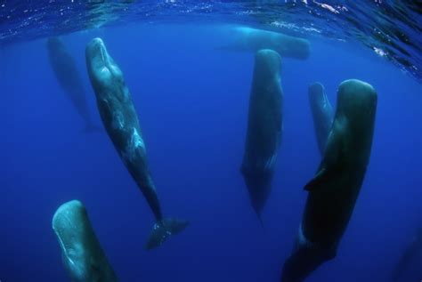 Sperm whales and their mysterious vertical sleep