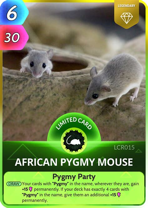 African Pygmy Mouse