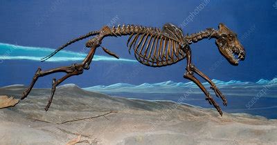 Preserved dire wolf skeleton - Stock Image - Z932/0434 - Science Photo Library