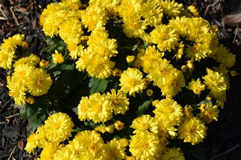 Yellow Marigolds - Green Thumb Advice