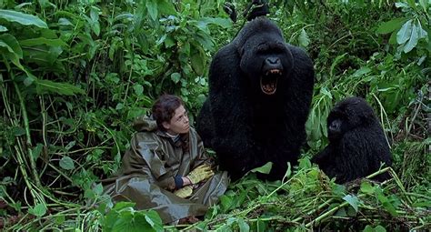 Gorillas in the Mist (1988)