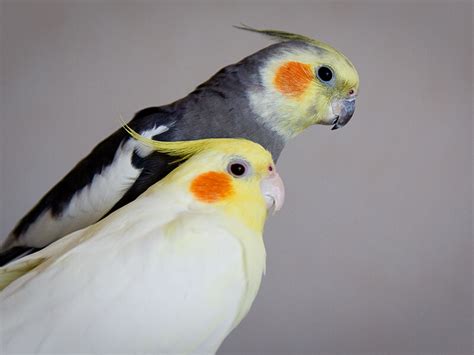 Cockatiel Care: A Beginner's Guide to Keeping a Happy Bird - Lil Pet
