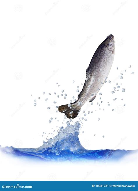 Jumping Out from Water Trout Stock Image - Image of eating, luxury: 10081731