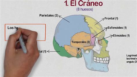 virar tocino otro huesos de cara y craneo anatomia fluido Won Diez años