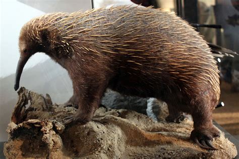 Adorable echidna babies boost hope for critically endangered cousins