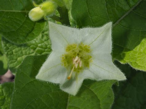 Alkekengi officinarum var. franchetii (Mast.) R.J.Wang | Plants of the World Online | Kew Science