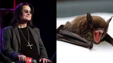 Ozzy Osbourne to install bat conservation boxes at his home | Louder