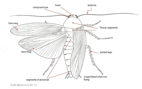 Labelled Parts Of A Cockroach | Labeled Diagram