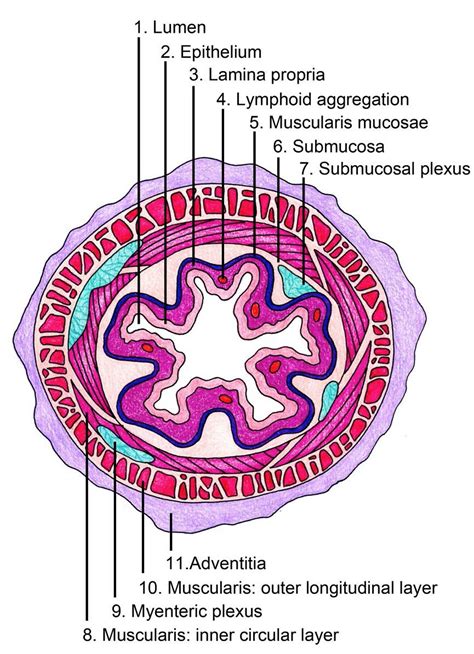 Esophageal dysmotility, esophageal motility disorder, causes, symptoms, diagnosis & treatment