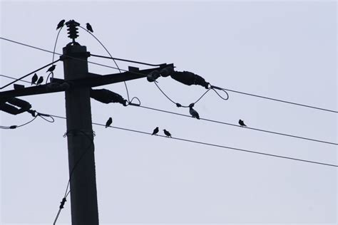 Why Can Birds Sit on Power Lines? [Shock or Electrocution]