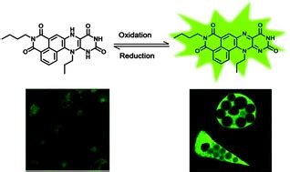 A novel flavin derivative reveals the impact of glucose on oxidative stress in adipocytes ...