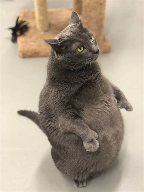 Bruno The Thicc Cat Got Adopted By An Owner Just As Extra As He Is