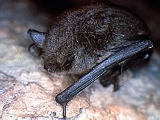 Gray Bat Facts - Photos - Earth's Endangered Creatures