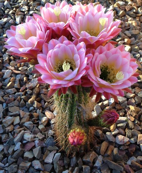 Arizona cactus flowers bloom